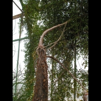 Cyphostemma laza Descoings (fam Vitacees) (Madagascar) (1)